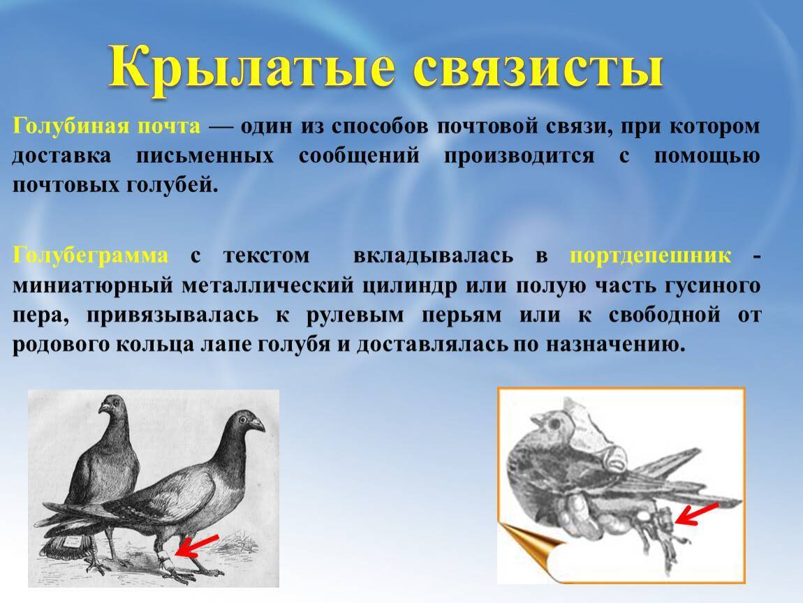 Вся правда о почтовых голубях - русская семерка