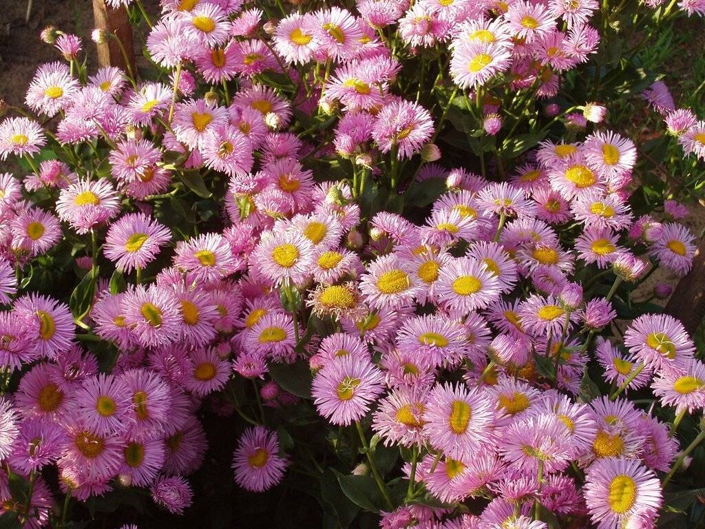 ᐉ цветок мелколепестник: посадка и уход в открытом грунте, фото, описание выращивания - roza-zanoza.ru