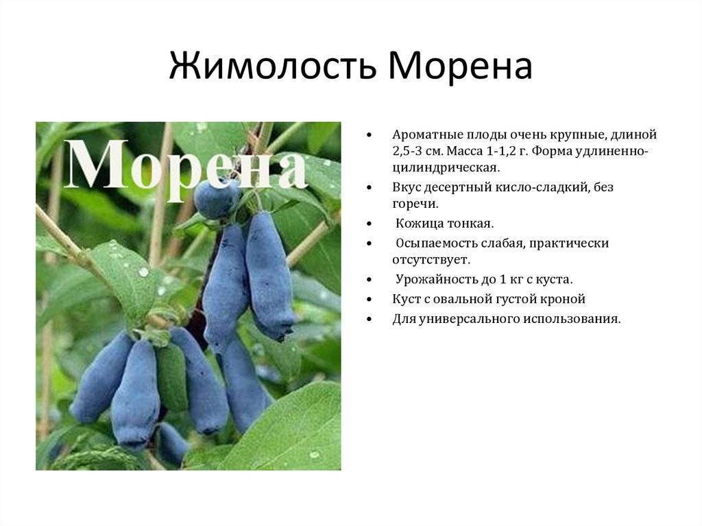 Жимолость морена фото и описание