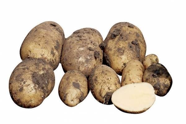 Сорт картофеля импала — отзывы 	 отрицательные. нейтральные. положительные. + оставить отзыв отрицательные отзывы николай в этом году мы начали высаживать три разных сорта картофеля . импала не очень
