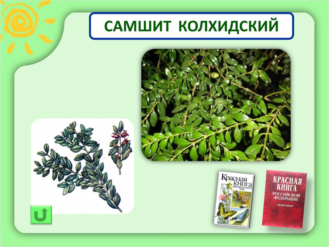 Самшит в ландшафтном дизайне: фигуры, клумба - 18 фото