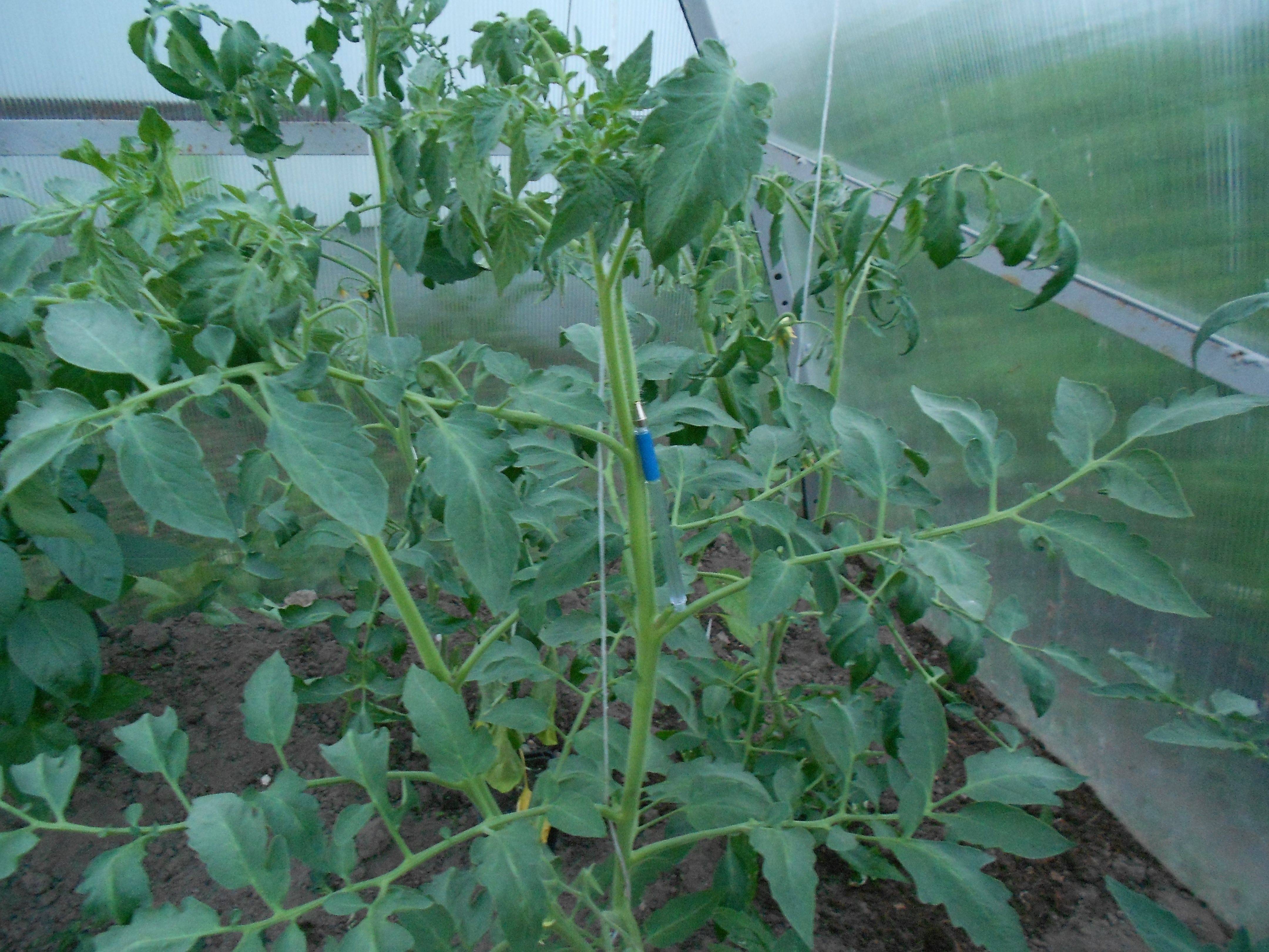 Помидоры в теплице жируют: что делать с томатами, как остановить процесс и предотвратить его