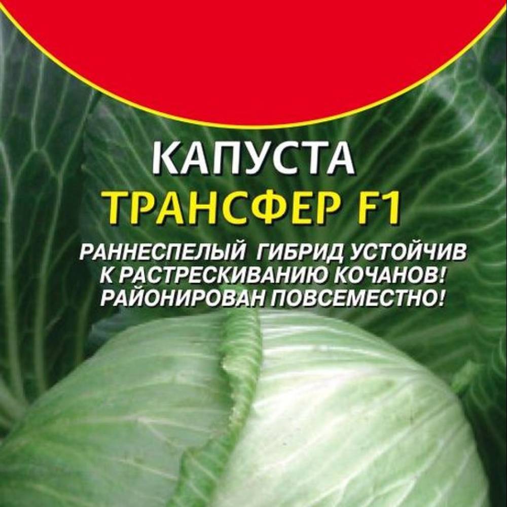 Характеристики белокочанной капусты трансфер f1. секреты выращивания, отзывы о старом сорте