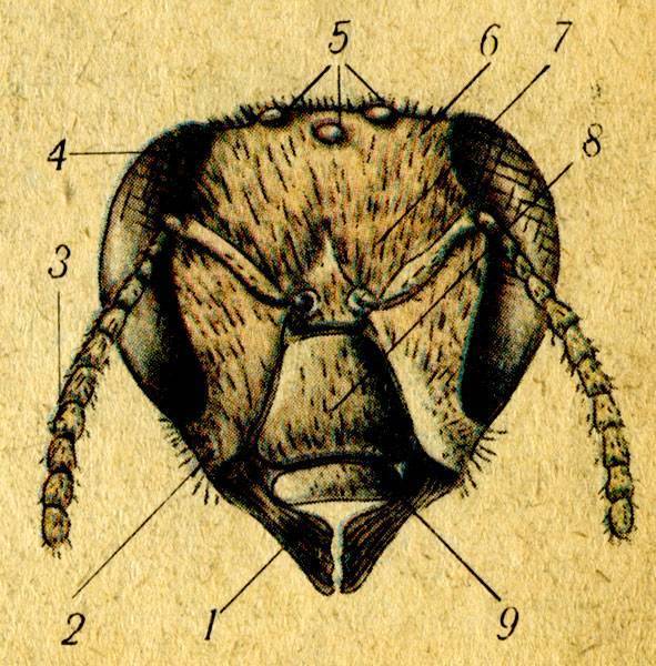 Какая голова пчел. Верхние челюсти мандибулы пчелы. Перепончатокрылые ротовые органы. Строение головы пчелы.