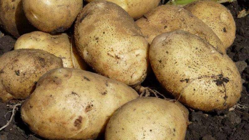 Картофель санте: описание и характеристика сорта (фото)