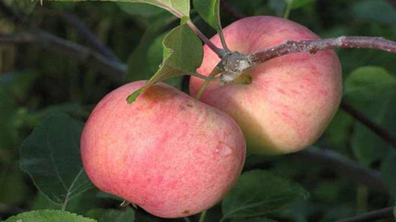 Медовая яблоня сладкая нега: описание, фото, отзывы