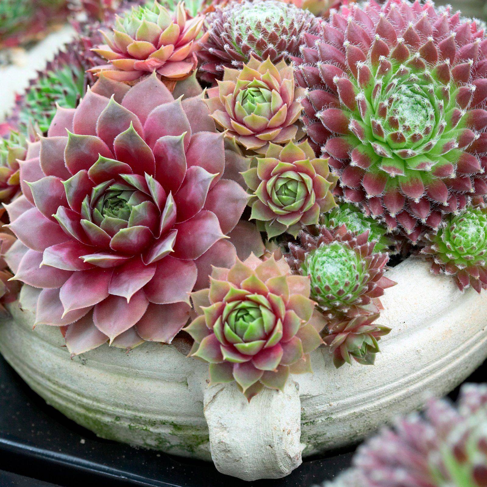 Молодило Sempervivum Cassiopea