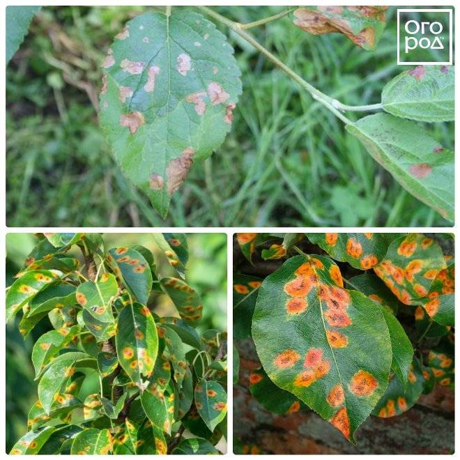 Ржавчина на листьях – признаки болезни и способы борьбы с ней