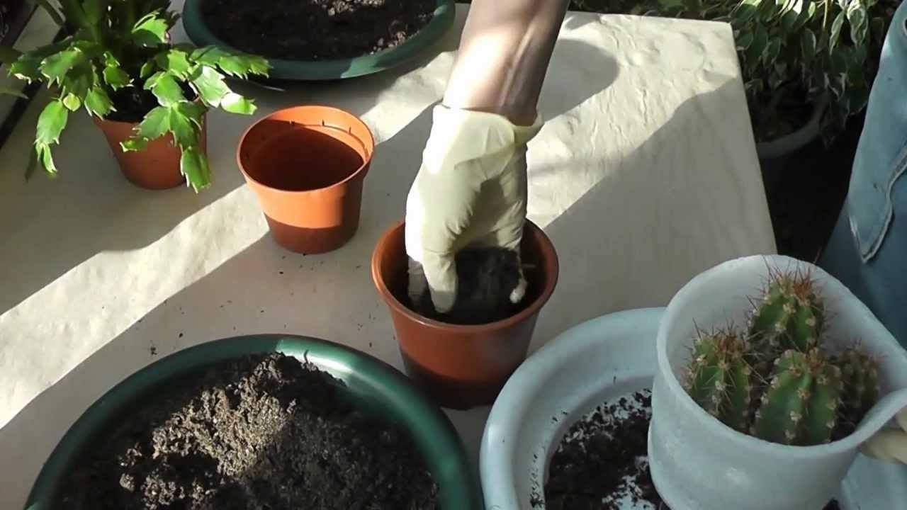 Как пересадить кактус в другой горшок