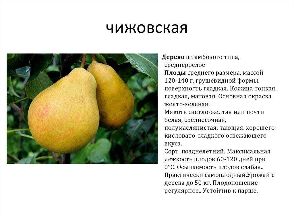 Груша «Чижовская»: описание сорта, фото, отзывы