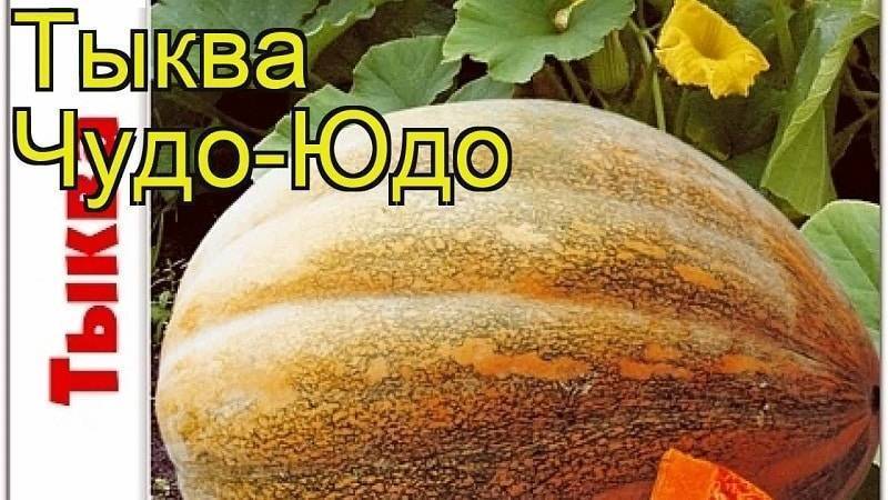 Мускатная тыква – самая сладкая тыква с особым ароматом