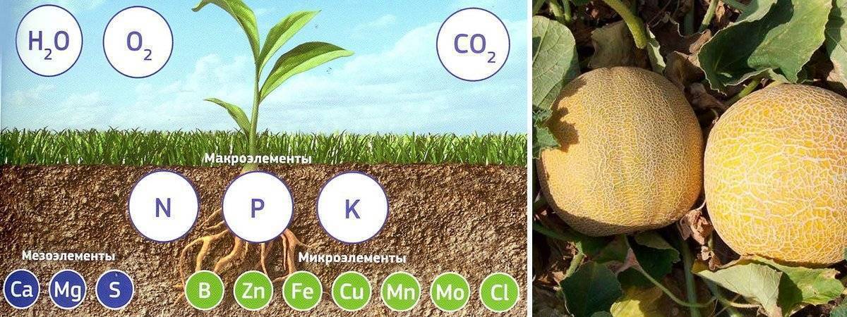 Схема подкормки арбузов и дынь в открытом грунте