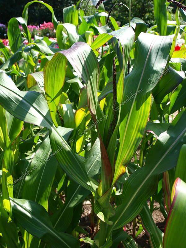 Разноцветная кукуруза: характеристика и описание сорта с фото