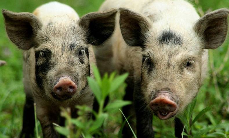 Миргородская порода свиней: описание и характеристики, правила содержания