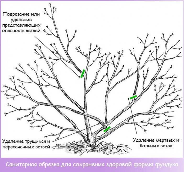 Обрезка фундука осенью схема. Схема обрезки фундука. Обрезка ореха фундук весной. Обрезка фундука схемы.