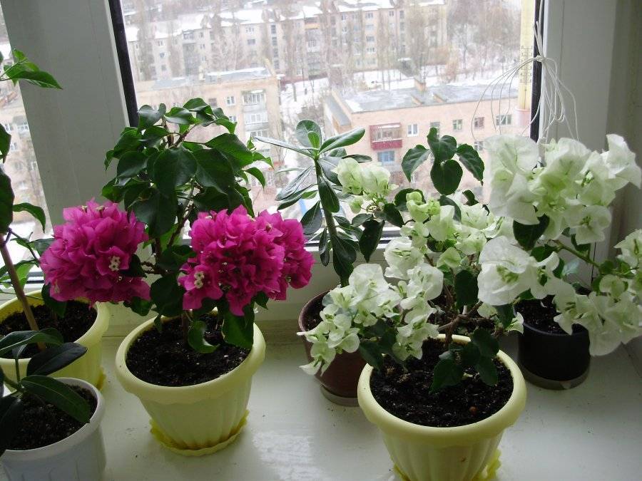 Цветок бугенвиллия комнатная уход в домашних условиях фото