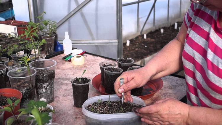 Гацания выращивание из семян когда сажать в открытый грунт