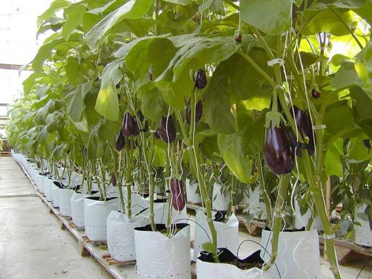 Баклажаны выращивание и уход в теплице из поликарбоната
