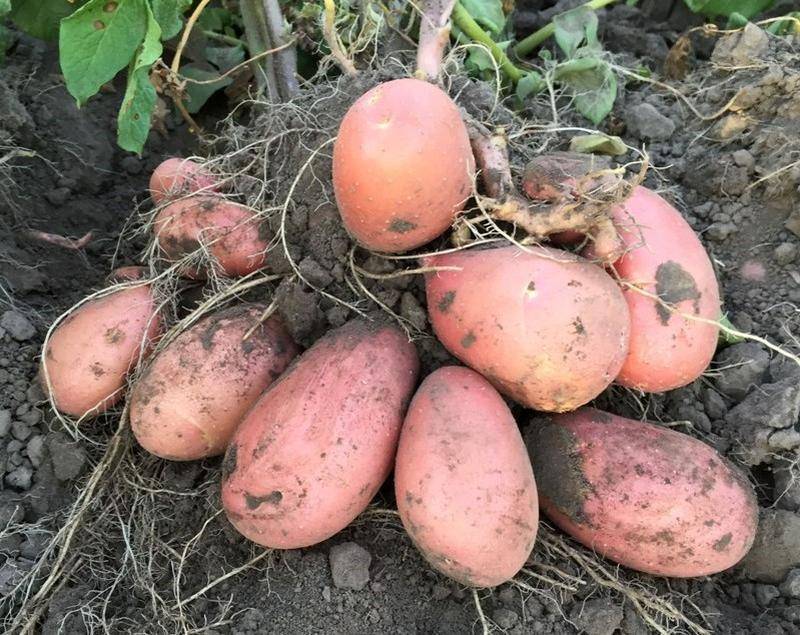 Обзор характеристик и описание сорта картофеля журавинка, выращивание и уход