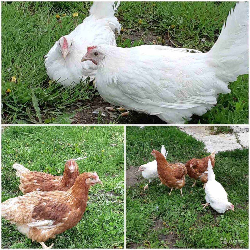 Хайсекс: куры несушки и цыплята этой породы, их описание и фото, а также разновидности - браун, райт, коричневый