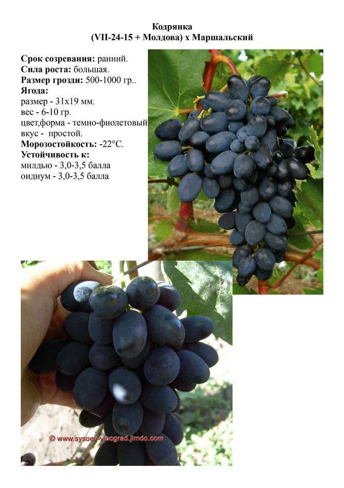 Виноград кодрянка: описание сорта, фото и отзывы, посадка и уход