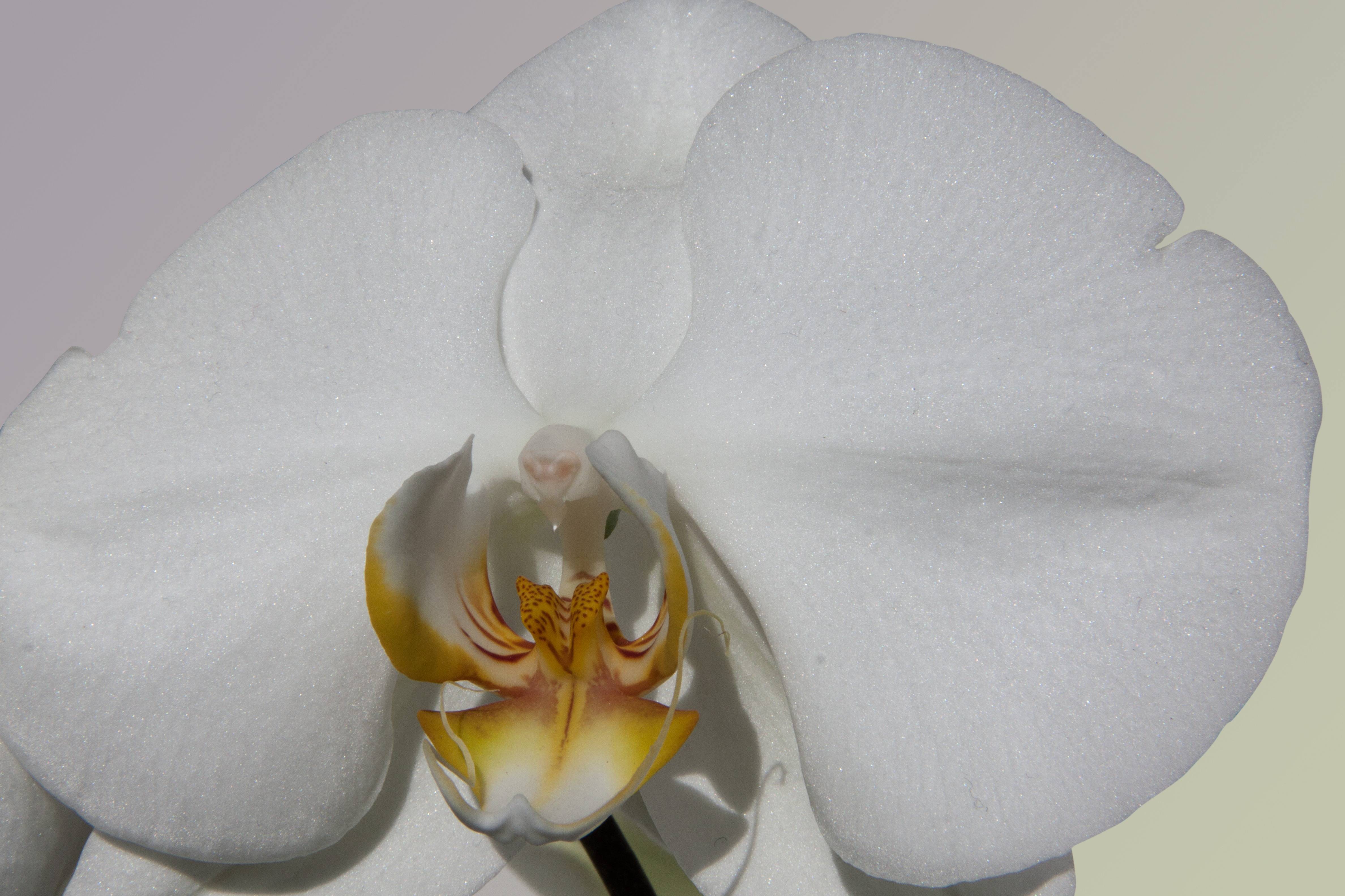Орхидея белого цвета – особенности сортов и рекомендации по их выращиванию