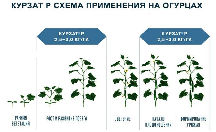 Этапы роста огурца в картинках для детей