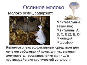 Молоко овечье - описание с фото, польза и вред, показатель жирности