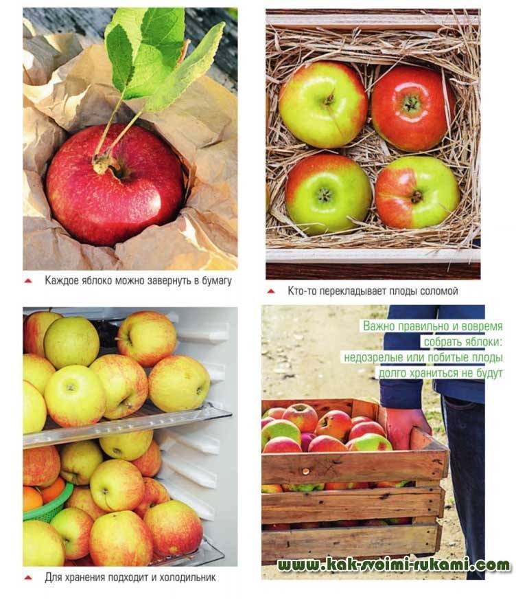 Как сохранить яблоки на зиму в домашних условиях: советы по хранению урожая до весны