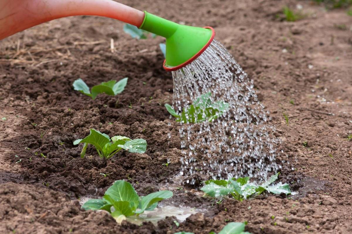 Как вырастить капусту в открытом грунте