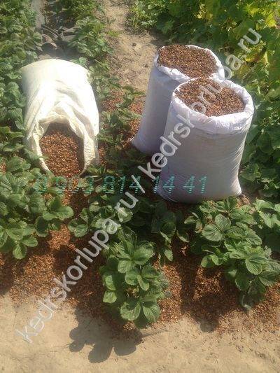 Скорлупа грецкого ореха – применение, в народной медицине, в огороде, в саду + фото