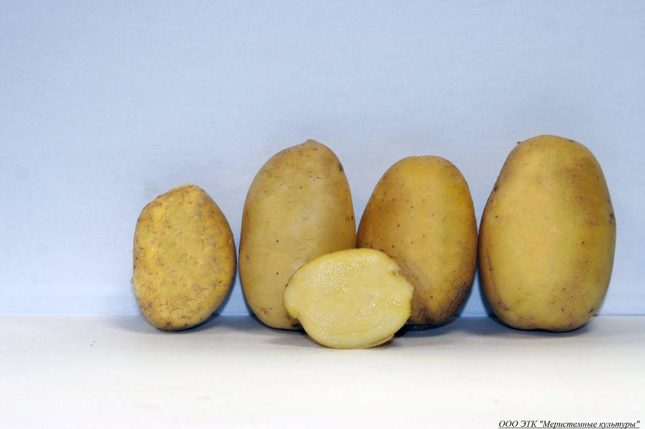 Сорта картофеля по алфавиту список с фото