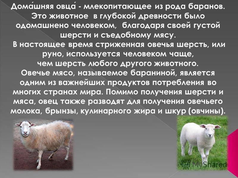 Содержание и выращивание овец и баранов в домашних условиях