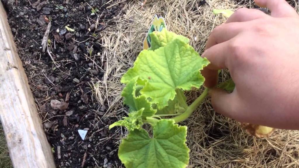 Что делать, если огурцы плохо или совсем не растут: подкормки для роста в теплице и открытом грунте