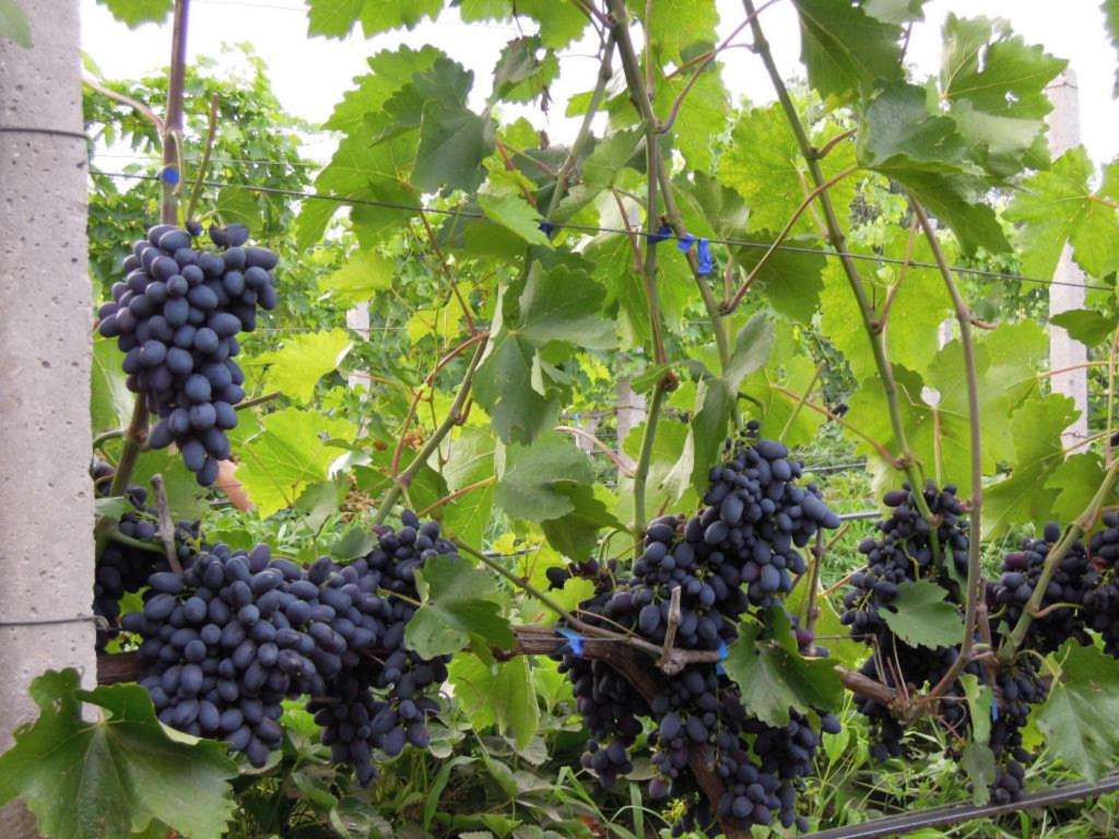 Сорт винограда кодрянка – правильная посадка и уход + видео
