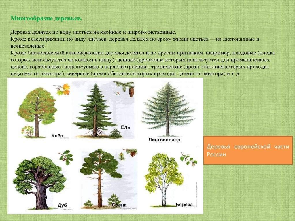 В южной части россии растет много разных деревьев сосны кипарисы березы липы схема предложения