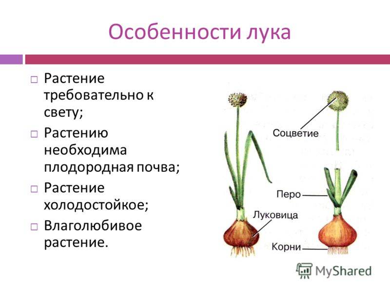 Семейство луковые рисунок