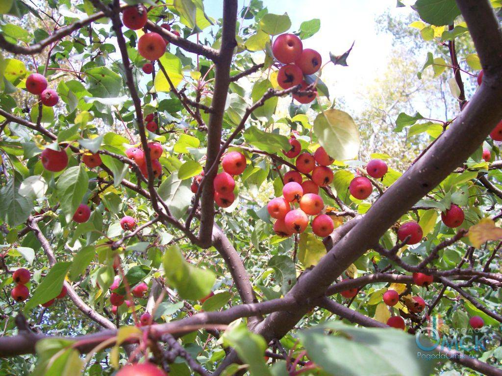 Сибирская ягодная яблоня — самая морозостойкая в мире. описание, выращивание и использование плодов. фото — ботаничка