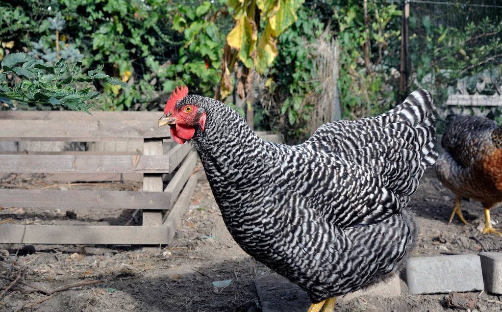 Амрокс порода кур: характеристика и описание несушек и цыплят