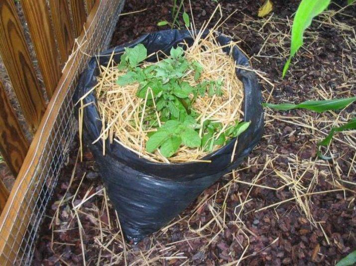 Выращивание картофеля в мешках: технология, нано метод посадки, пошаговая инструкция, фото, видео
