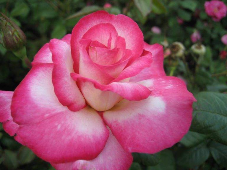 О розе хендель (handel): описание и характеристики сорта плетистой розы
