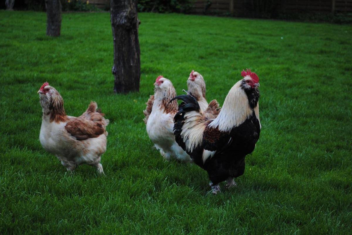 Фавероль порода кур: описание цыплят, петухов фавероли лососевой