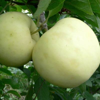 Ранний сорт белых фаршированных яблок