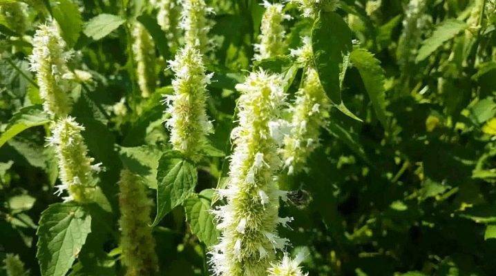 Лофант тибетский (многоколосник морщинистый): описание, посадка и уход, выращивание травы из семян, фото растения, отличия от анисового