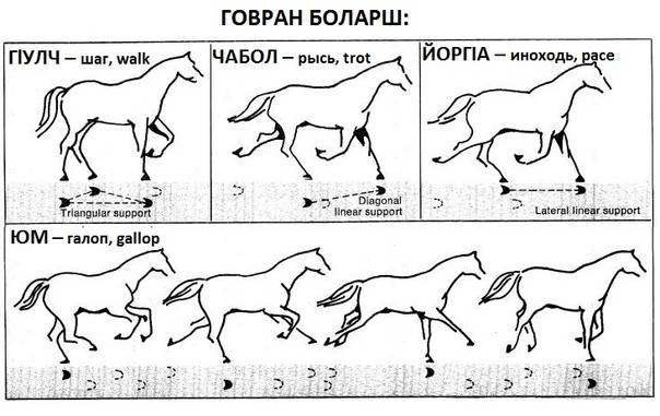 ᐉ вид бега лошади: аллюры и их разновидности - zooon.ru
