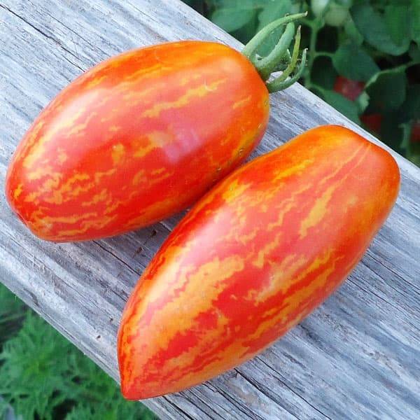 Томат искры пламени: характеристика и описание сорта, отзывы, урожайность, фото