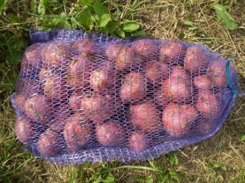 Особенности выращивания картофеля рокко, урожайность сорта и отзывы огородников