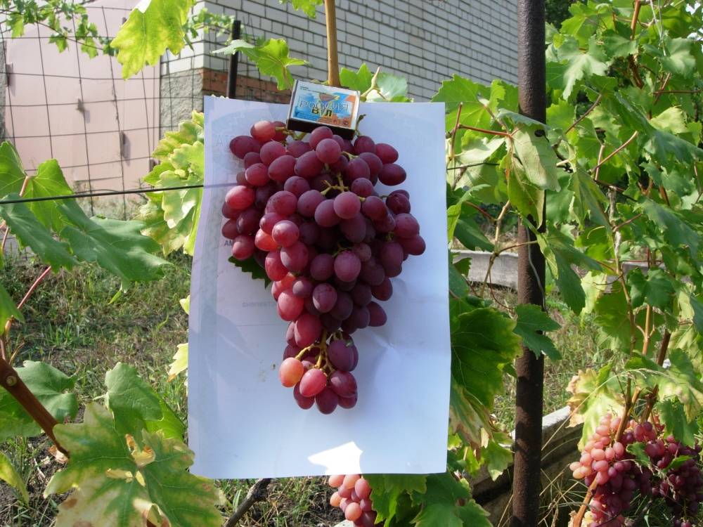 Виноград "кишмиш лучистый": фото и описание сорта, характеристики и вкусовые качества