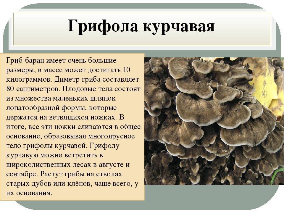 Гриб грифола курчавая фото и описание где растет в россии