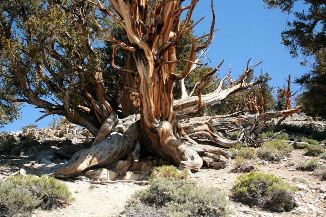 Сосна мафусаил - древнейшее дерево на планете земля